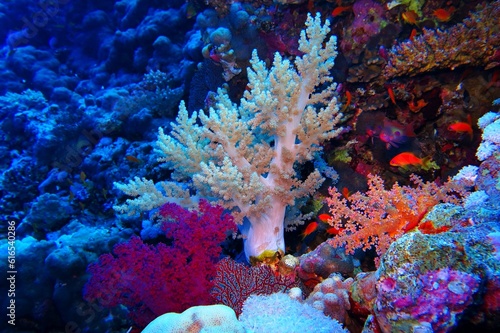 White soft and hard coral on the tropical coral reef. Orange anthias fish and corals. Scuba diving seascape, coral reef wall with corals and fish. Tropical marine life, underwater photography. photo