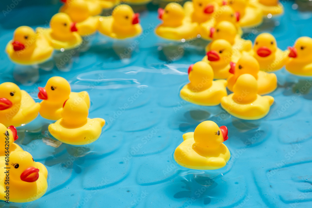 Rubber Ducks Facing away in Kiddie Pool Stock Photo Adobe Stock