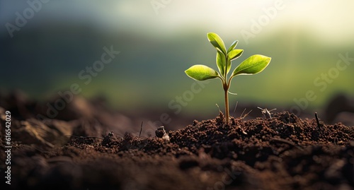 green plant growing from soil background on the ground with bright sunlight