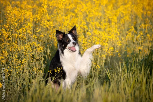 Fototapeta samoprzylepna Pies rasowy, Border Collie, tresura psów