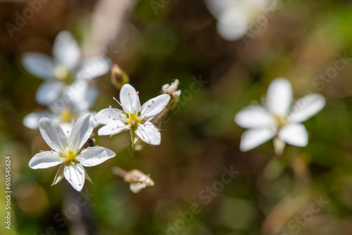 Close up of leadwort (minuartia verna) flowers in bloom