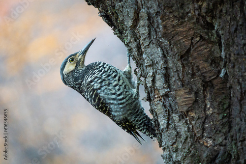 Bild auf Leinwand Chilean flicker (Colaptes pitius) climbing to a Patagonian tree in El Chaltén