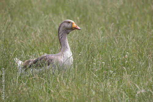 goose on the grass