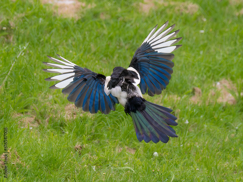 Magpie landing