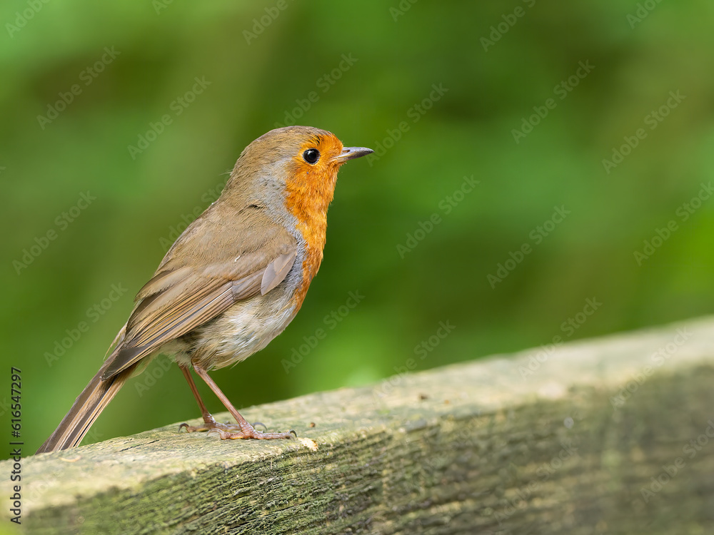 Fototapeta premium Robin on fence