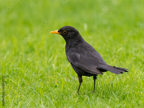 Blackbird male