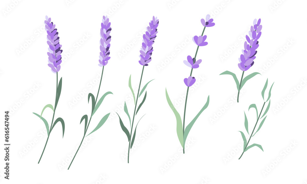 Lavenders, Provence flowers set. French floral herbs. Colored botanical collection.