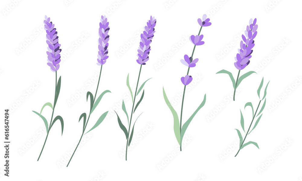 Fototapeta premium Lavenders, Provence flowers set. French floral herbs. Colored botanical collection.