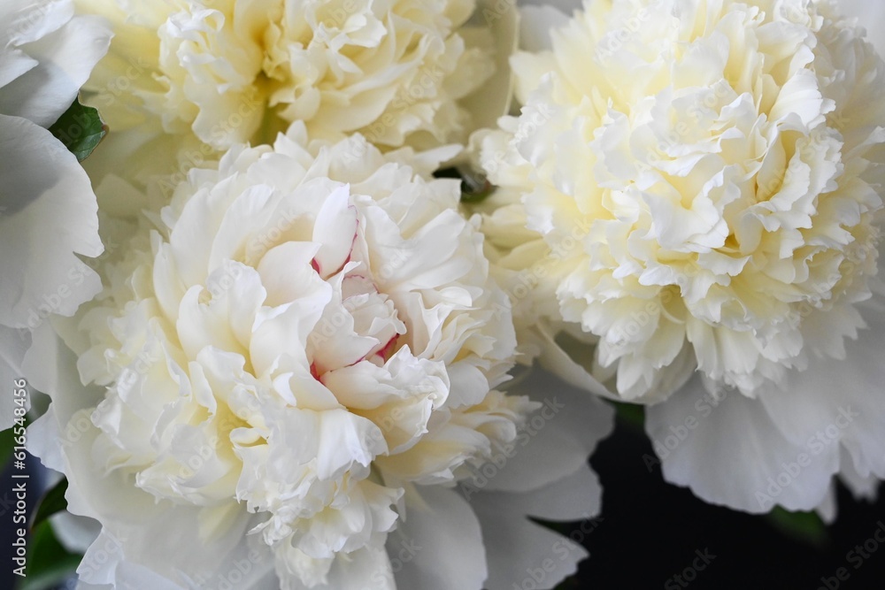 white chrysanthemum flowers white chrysanthemum flowers
