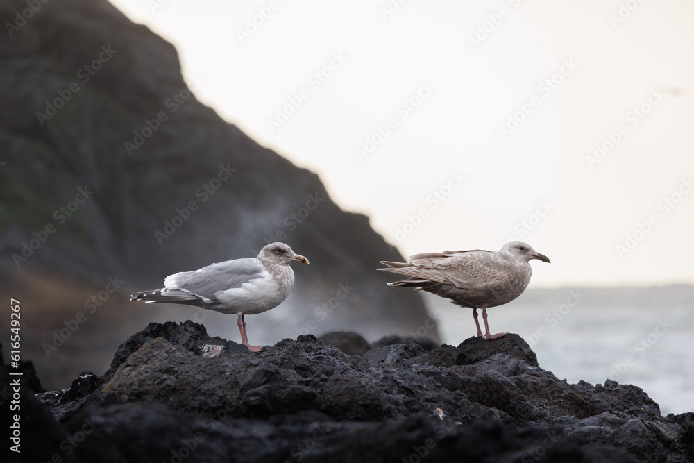Pair of seagulls rested on beach rocks while being sprayed by ocean breeze Pair of seagulls rested on beach rocks while being sprayed by ocean breeze