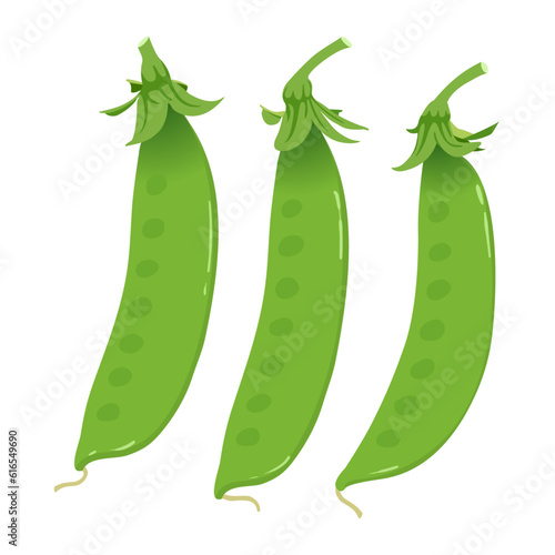 snow pea hand drawn vector illustration isolated