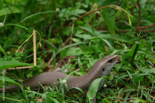 A wild skink in the gras of Ubud.