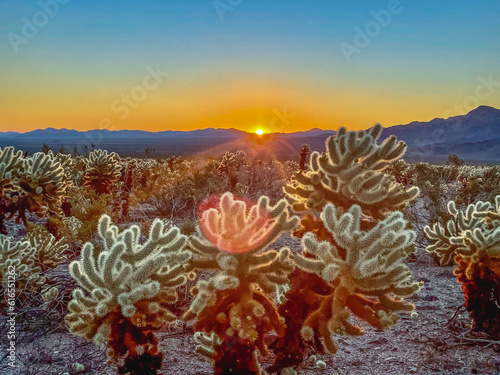 Quadro su tela cholla cactus at sunrise joshua tree national park california usa