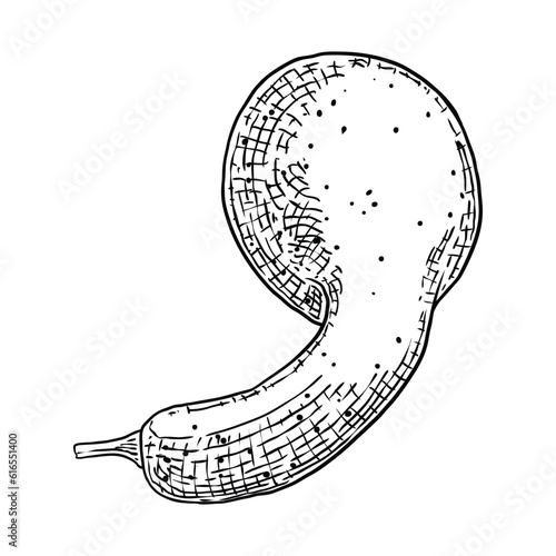 Pumpkin or gourd hand drawing sketch. Halloween harvest illustration for decoration during October seasonal holidays Thanksgiving day and Family day. Symbol of Autumn. Vector.