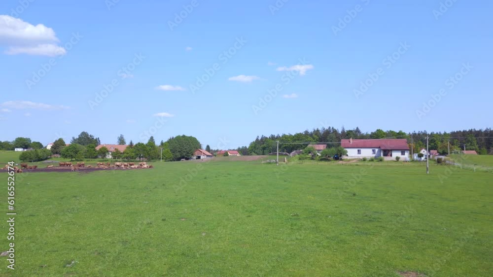 Herd of Cows czech Pasture Countryside Meadow Majestic aerial view flight done Herd of Cows czech Pasture Countryside Meadow Majestic aerial view flight done