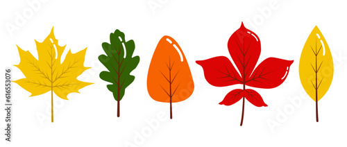 Vector set of different leaves. Oak, maple, chestnut and birch leaves. Autumn falling leaves isolated on white background. Falling poplar, beech or elm and autumn aspen leaves for poster