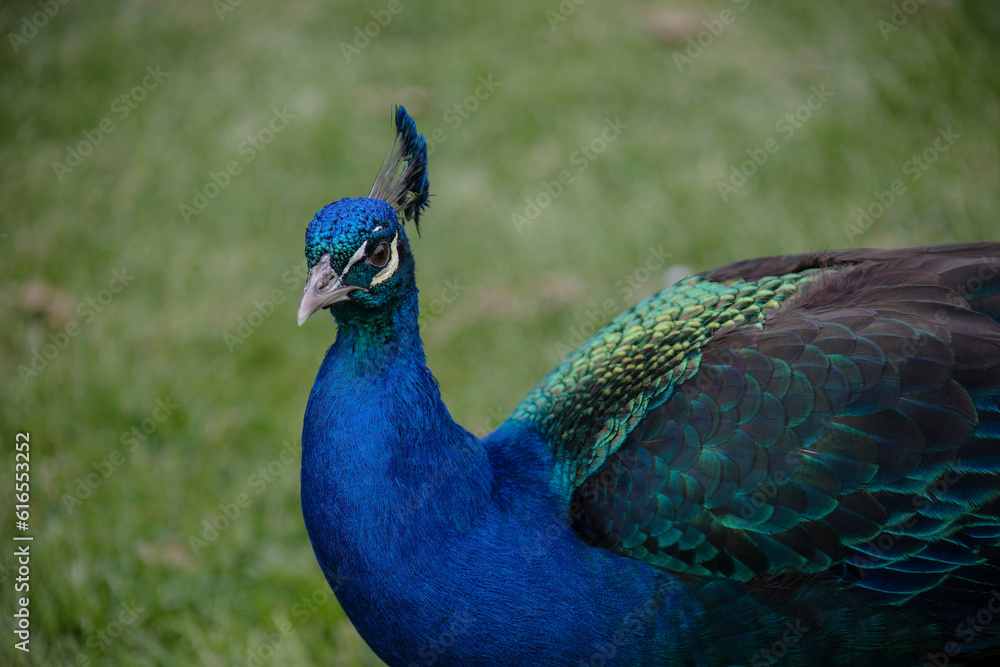 Fototapeta premium Gorgeous portrait of a blue peacock with silky blue feathers