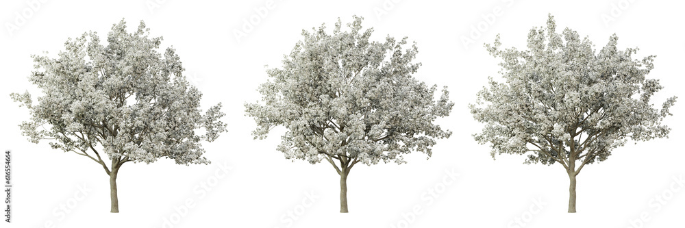 Pyrus calleryana tree on transparent background, png plant, 3d render illustration. Pyrus calleryana tree on transparent background, png plant, 3d render illustration.