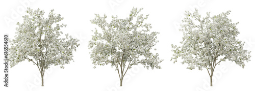 Pyrus calleryana tree on transparent background, png plant, 3d render illustration. photo