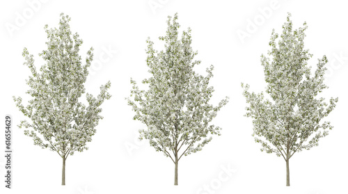 Pyrus calleryana tree on transparent background, png plant, 3d render illustration. photo