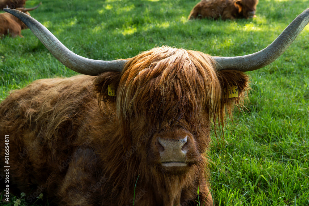 Muzzle of a shaggy bull/cow with large horns. Long-haired bull/cow of the old Highland breed (