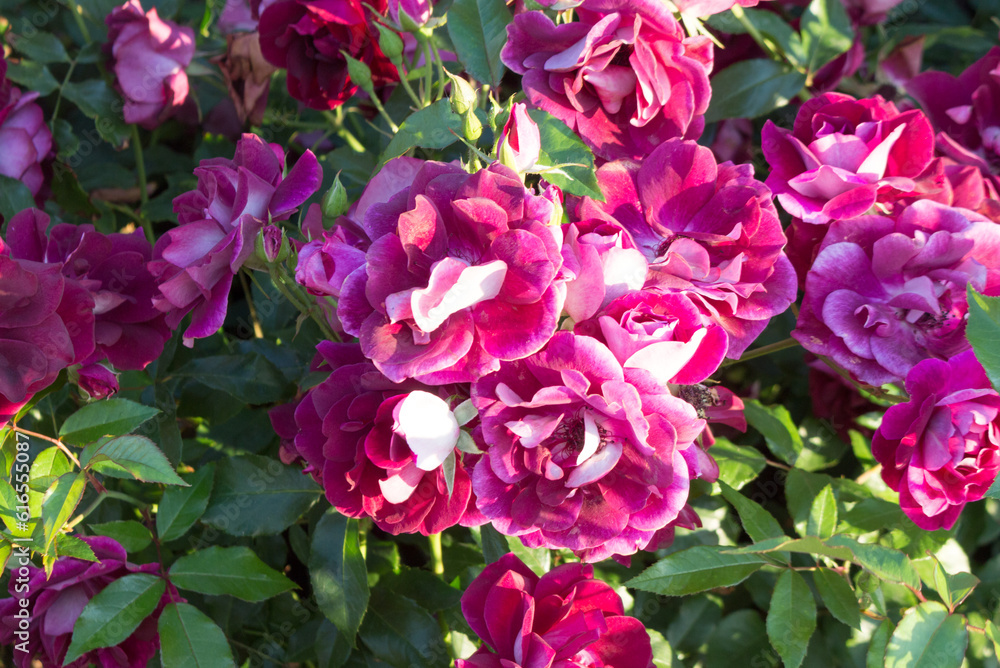 Flowerbed with blooming dark pink roses. Sunny summer day. Floral background. Flowerbed with blooming dark pink roses. Sunny summer day. Floral background.