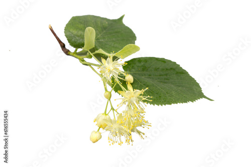 A branch of a linden tree with flowers and leaves, isolated on black.