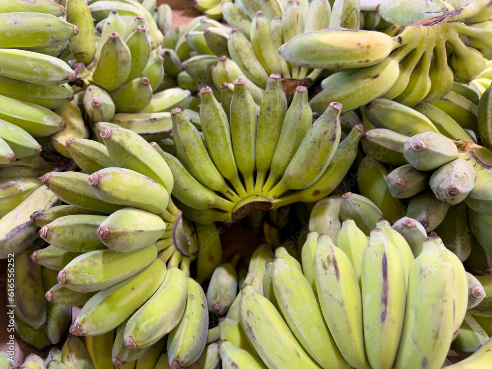 A view of several bunches of baby Thai bananas, on display at a local grocery store.
