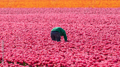 Worker in Tulipfield in netherlands, noordholland photo