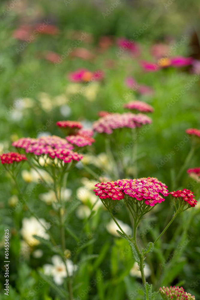 Variety of colourful summer flowers including achillea and cosmos, growing in a flower bed in the St John's Lodge garden, located in the Inner Circle, Regent's Park, London UK Variety of colourful summer flowers including achillea and cosmos, growing in a flower bed in the St John's Lodge garden, located in the Inner Circle, Regent's Park, London UK