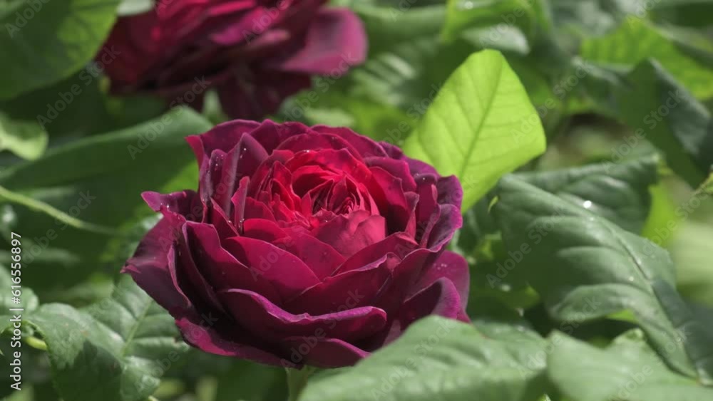 amazing dark red-purple rose buds growth in garden. sunny day amazing dark red-purple rose buds growth in garden. sunny day