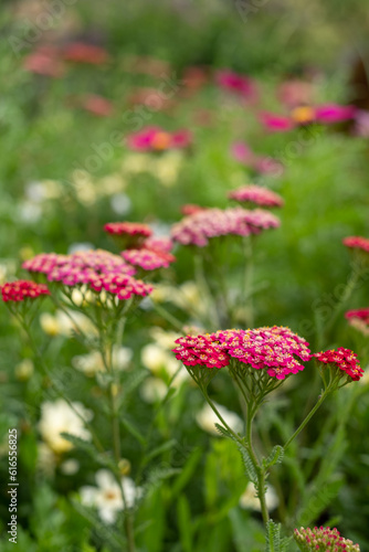 Variety of colourful summer flowers including achillea and cosmos, growing in a flower bed in the St John's Lodge garden, located in the Inner Circle, Regent's Park, London UK © Lois GoBe