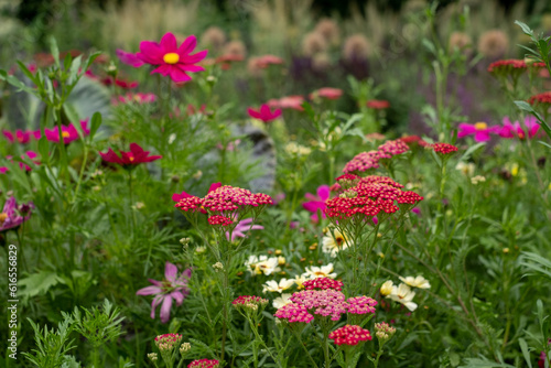 Variety of colourful summer flowers including achillea and cosmos, growing in a flower bed in the St John's Lodge garden, located in the Inner Circle, Regent's Park, London UK