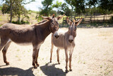 Donkeys in pasture, Napa, California