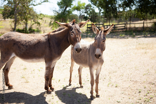 Valokuva Donkeys in pasture, Napa, California