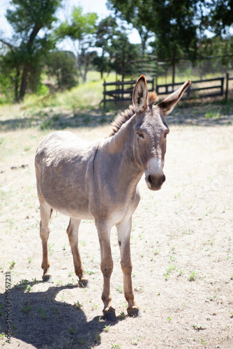 Donkey in pasture, Napa, California