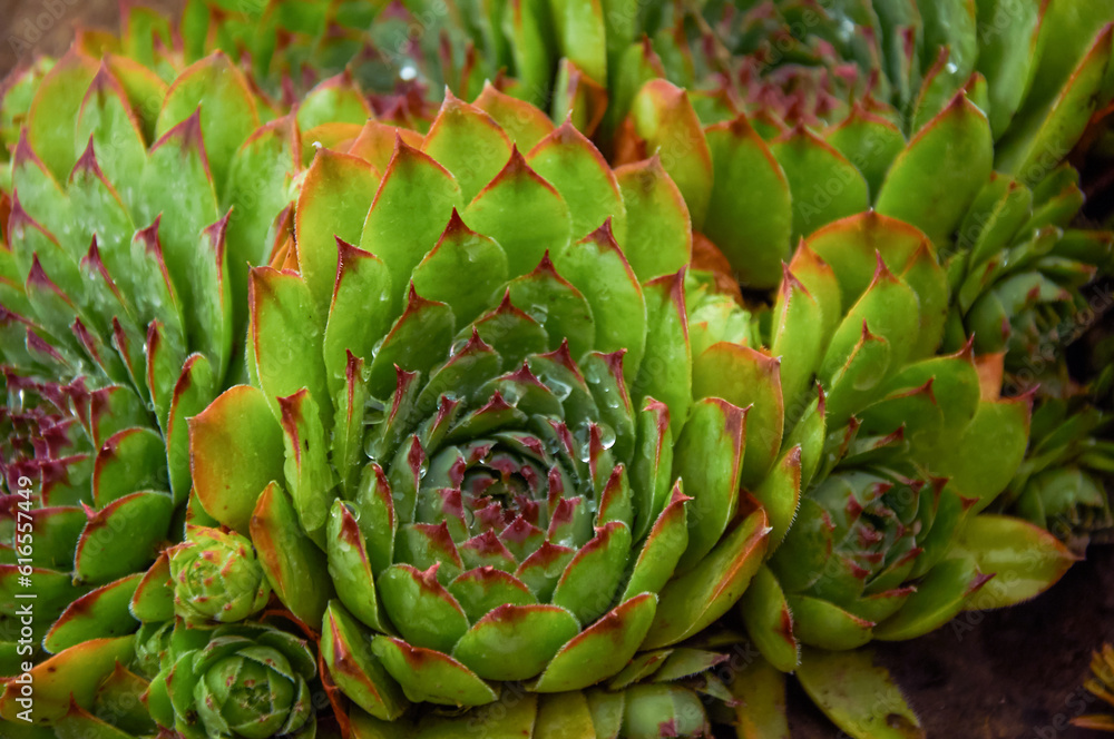 Obraz premium Beautiful Sempervivum (stone rose) close-up
