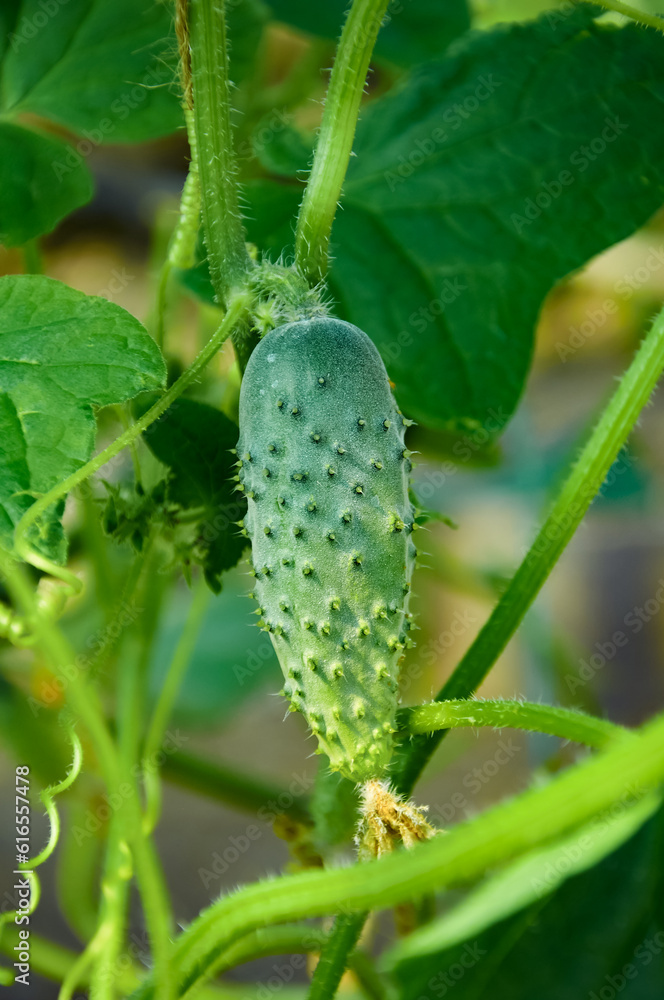 A little cucumber grows among green leaves. Growing vegetables A little cucumber grows among green leaves. Growing vegetables