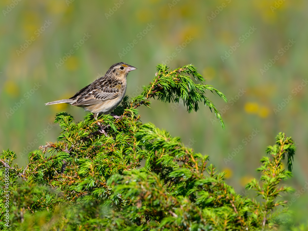 Fototapeta premium Grasshopper Sparrow on green juniper shrub against green background