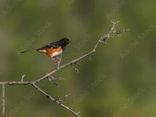 Male Eastern Towhee on tree branch against green background