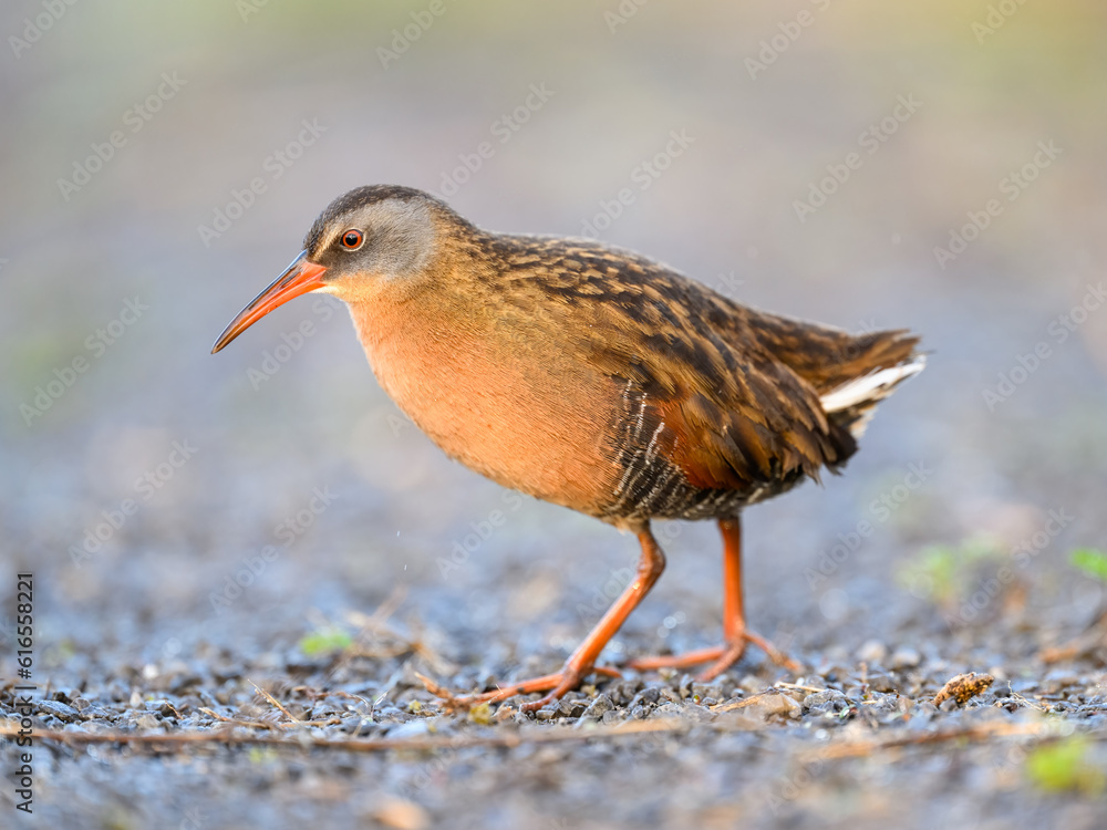 Virginia Rail closeup portrait with nice blur background in Spring Virginia Rail closeup portrait with nice blur background in Spring