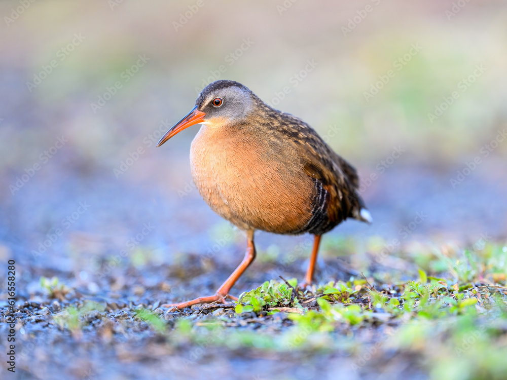 Virginia Rail closeup portrait with nice blur background in Spring Virginia Rail closeup portrait with nice blur background in Spring