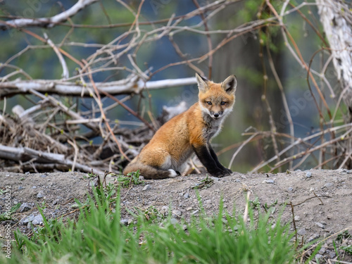 Fototapeta Naklejka Na Ścianę i Meble -  Eastern American Red Fox kit, portrait in Spring