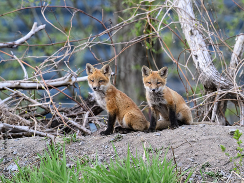 Two Eastern American Red Fox kits, portrait in Spring © FotoRequest