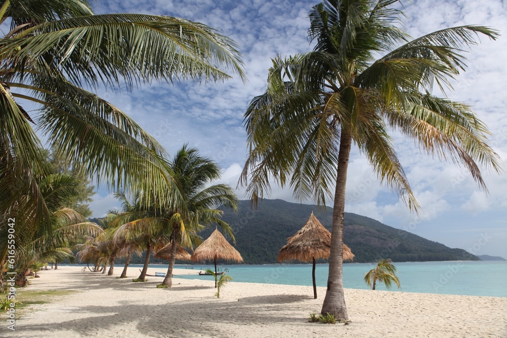 Obraz premium Palm Trees on beach