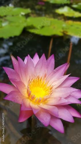 pink water lily