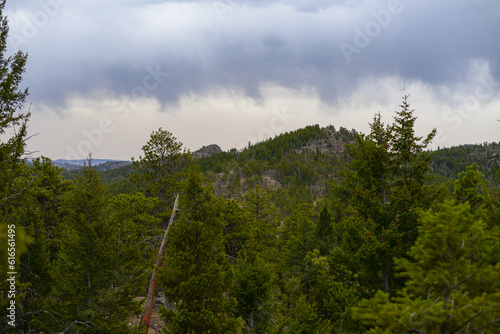 Bird nest in Roosevelt National Forest