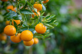 Mandarins on a tree