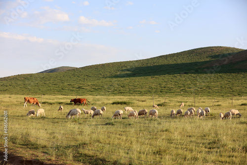  A flock of sheep are eating grass on the grassland
