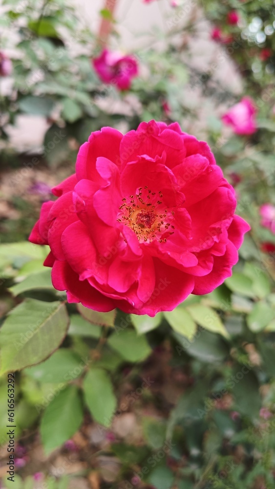 pink rose in garden